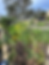 Eye-level view of a diverse garden bed with various plants growing together