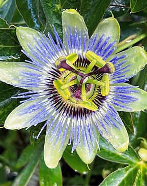 Macro shot of a flower at VHP