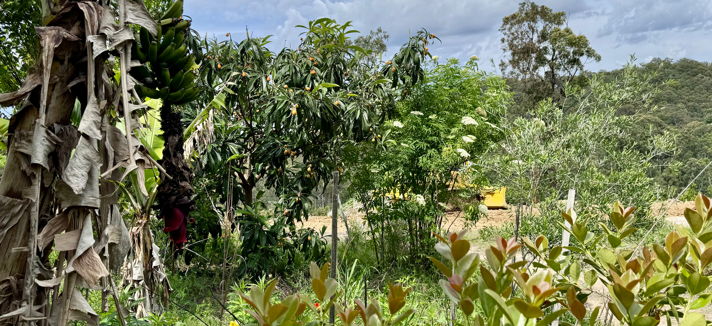 Permaculture farm in new