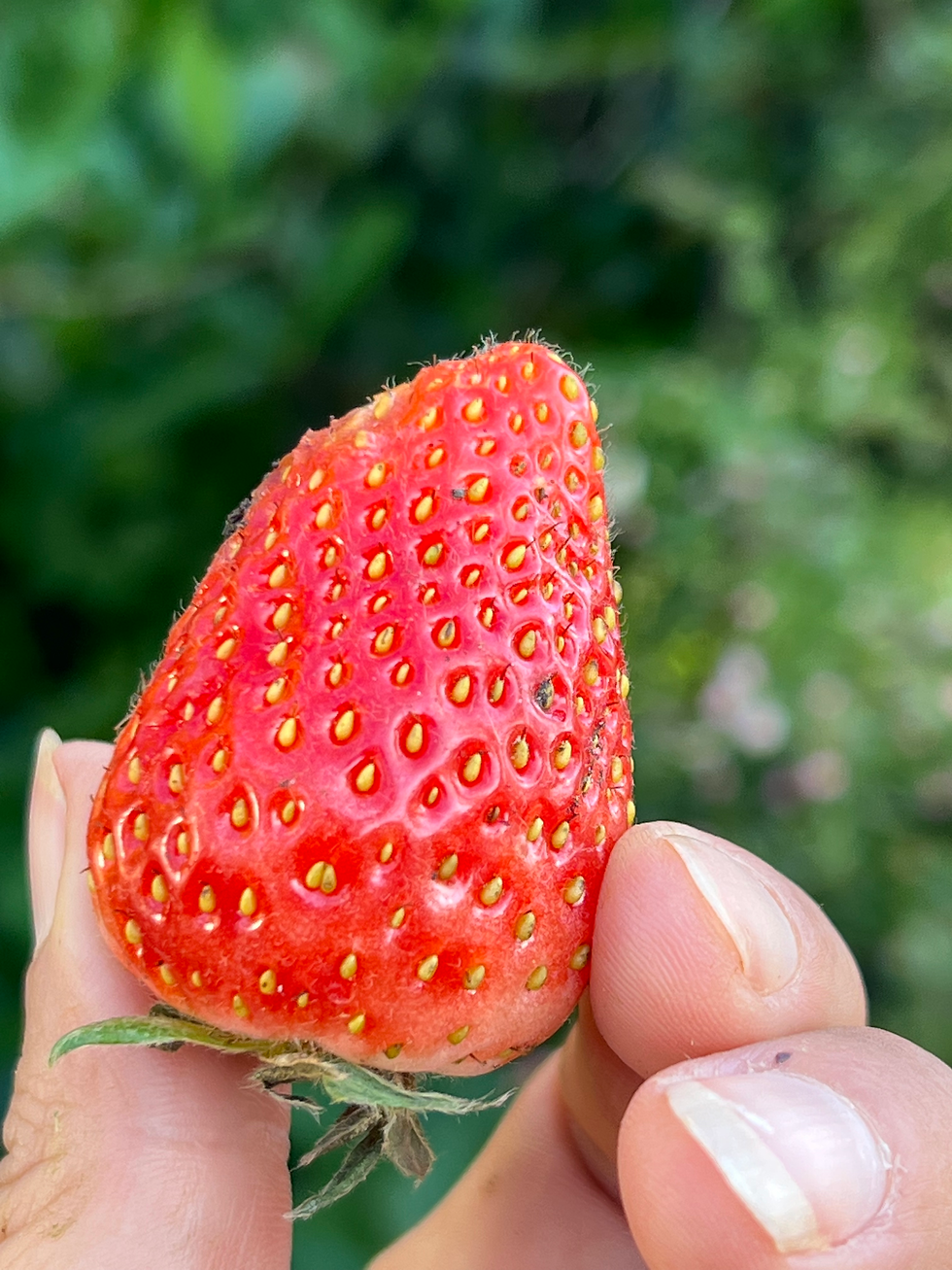 Strawberry