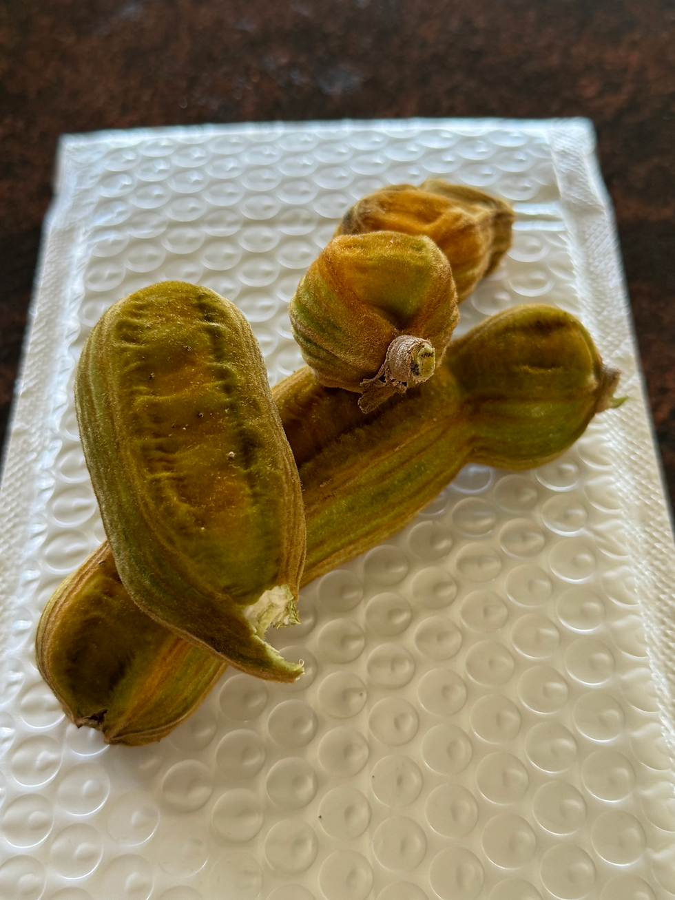 Thumbnail: Ice Cream Bean Fruit | Vast Harvest Permaculture