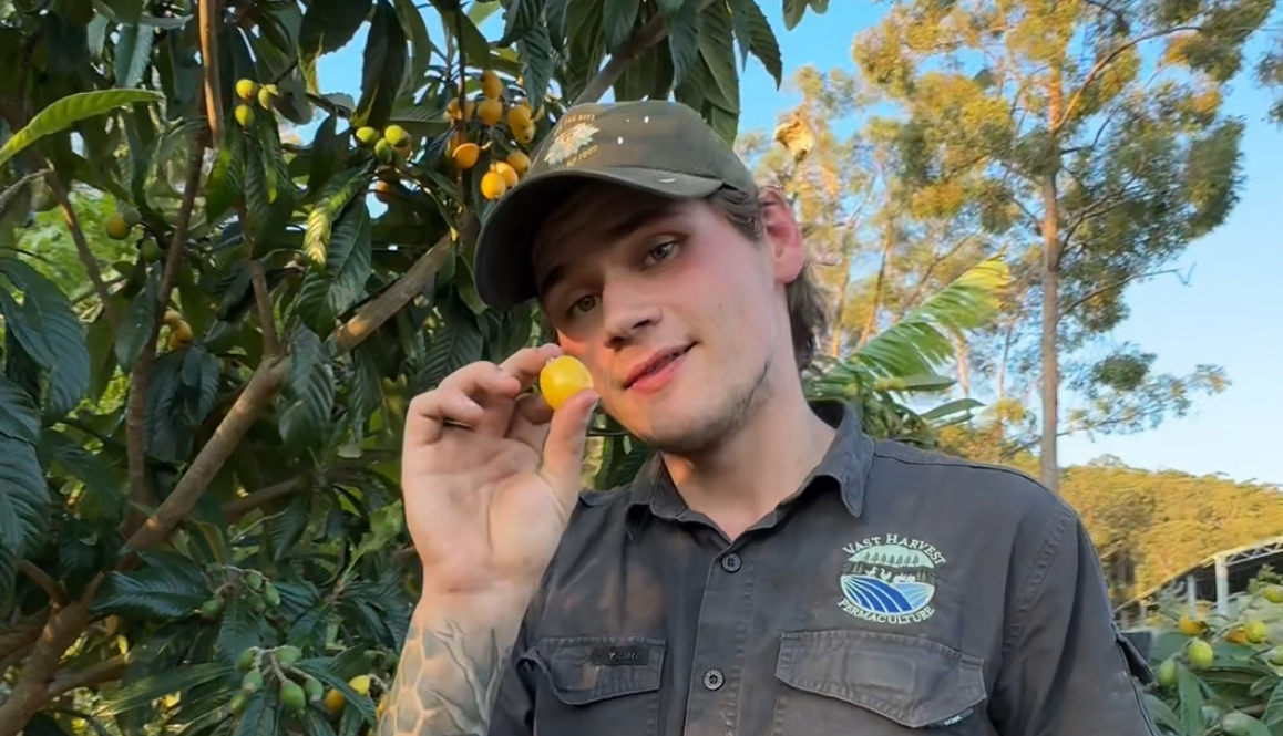 What fruit trees should i plant in my food forest?