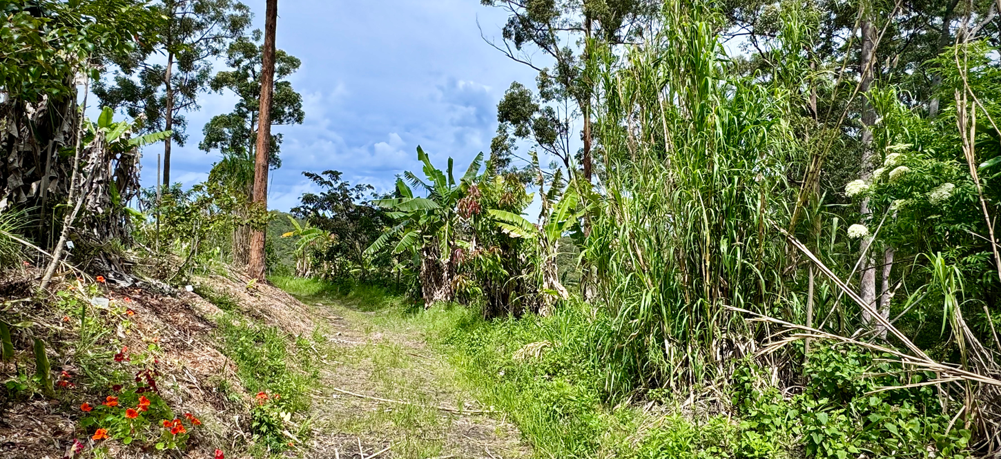 What is Banagrass good for