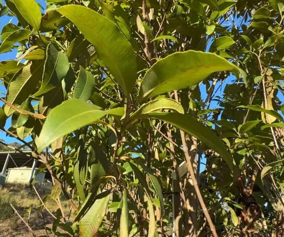 Thumbnail: Organic Lemon Myrtle Dried Leaf (Rough Cut)