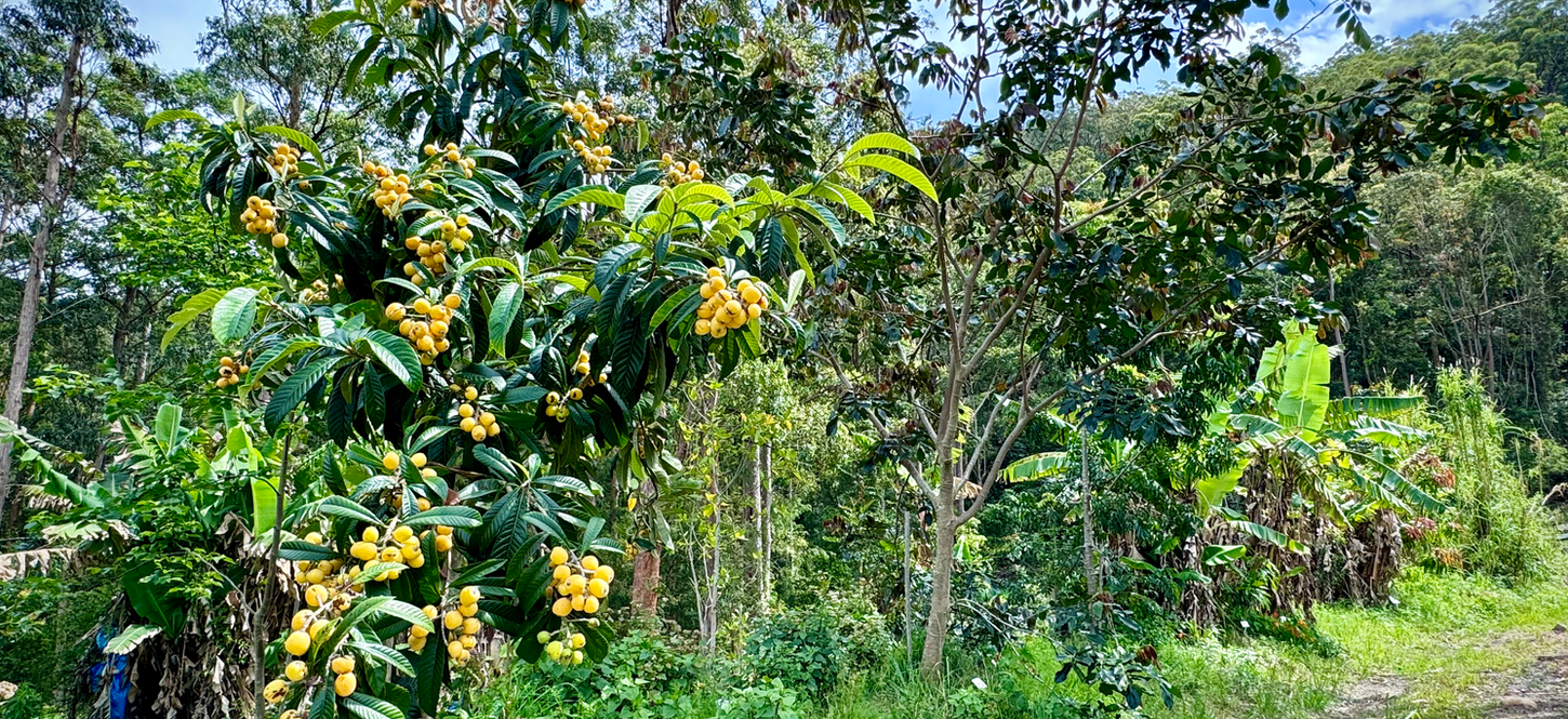 loquat planted on a swale