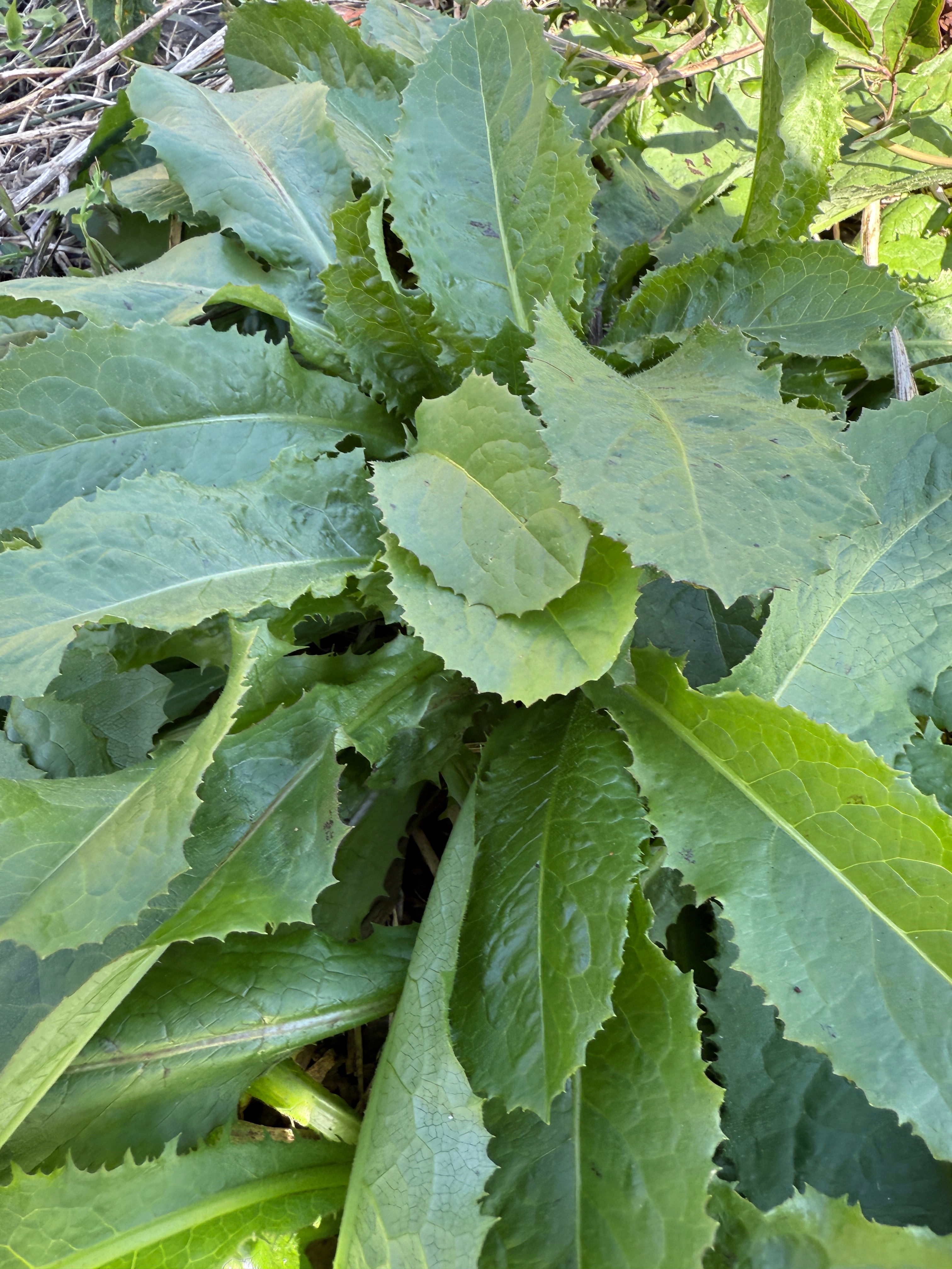 Wild Lettuce Plants (Medicinal Herb) – Bare Root
