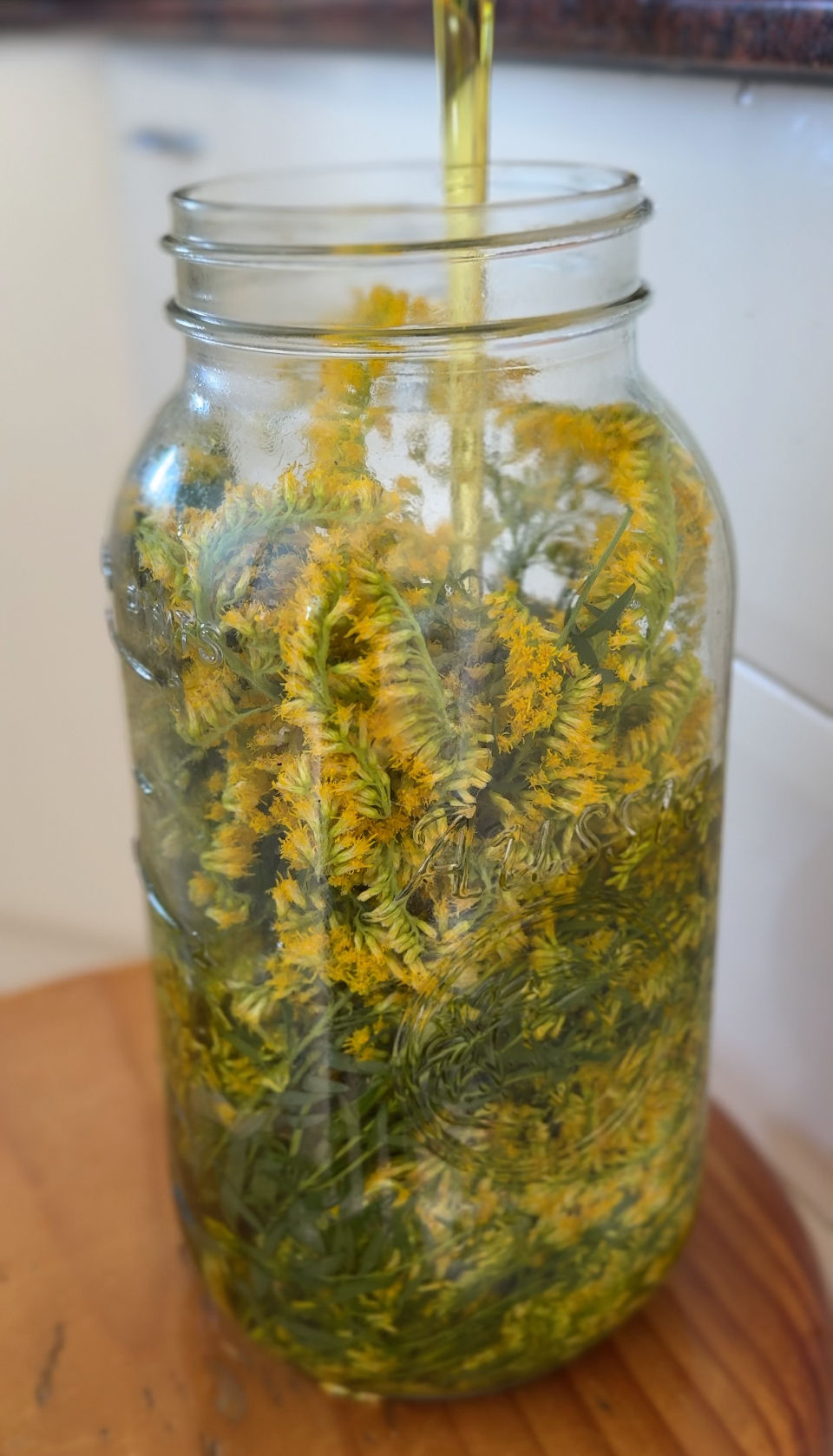 Slow infusion of olive oil and goldenrod