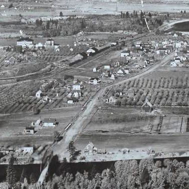 An old photo of the Cashmere valley showing orchards and houses dotted along the road.