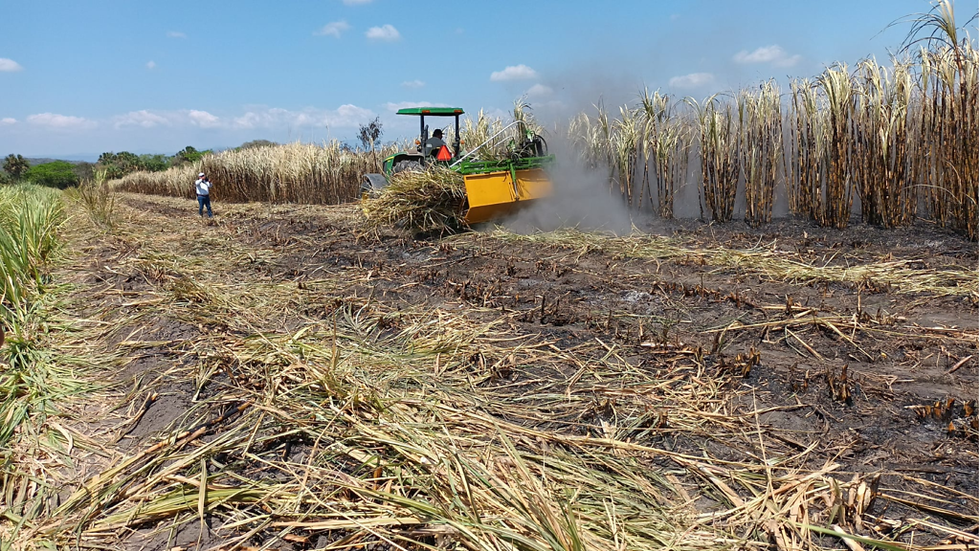 ¡La caña vuelve a endulzar a México! Ingenio Puga duplica su producción y reactiva la economía local