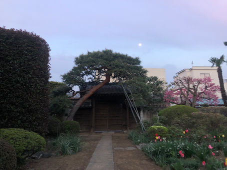 🍀川越 2種類の桐紋🍀