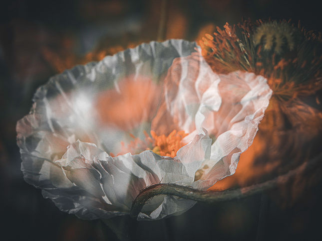 Spring Poppy
Abstract Photography
Fine art prints