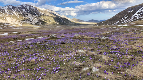 Italy, Purple fields of Saffron,
Abruzzo Italy region.