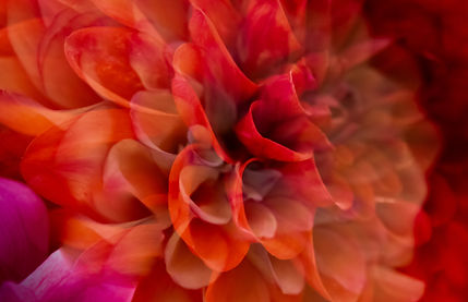 Dahlia collection.JPG