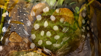 Winters Textures Abstract photography by Dina Nicolaides.