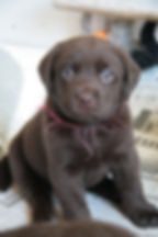 Summer Thyme puppy.jpg