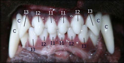adult-rottweiler-teeth.jpg