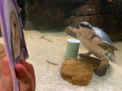 [T035c] Rosa! (plus expert approval)