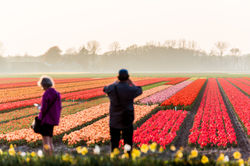 Lisse