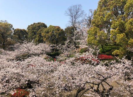 桜の季節♬