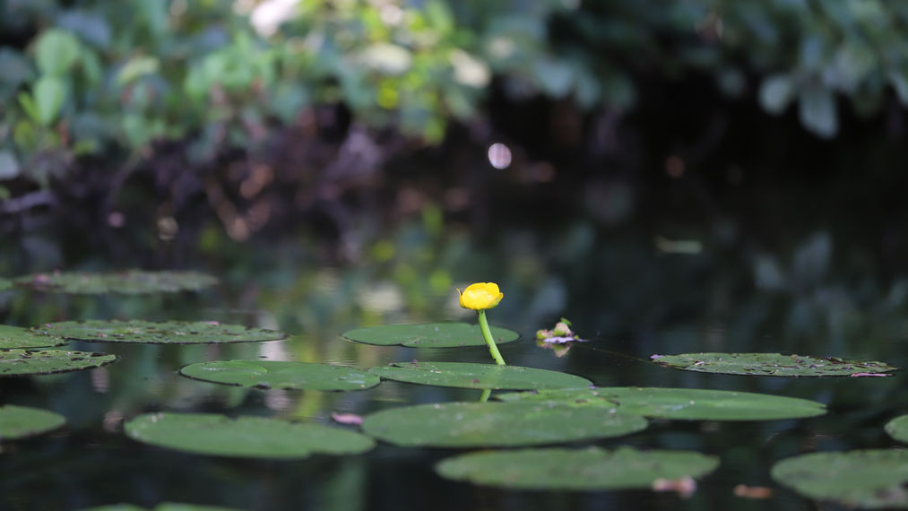 Le domaine de l'étang pêche et nature