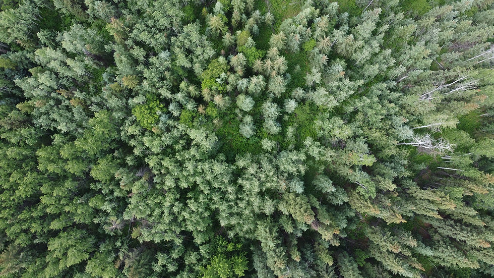 Forestry Project Lead
