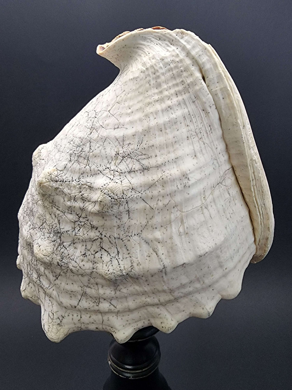 Miniatura: Cassis Cornuta