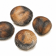 oysternut-website-illustrations