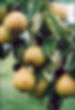 300dpi Berllanderi Pears.jpg