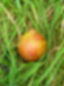 Hellen's Early - in the grass 01.jpg
