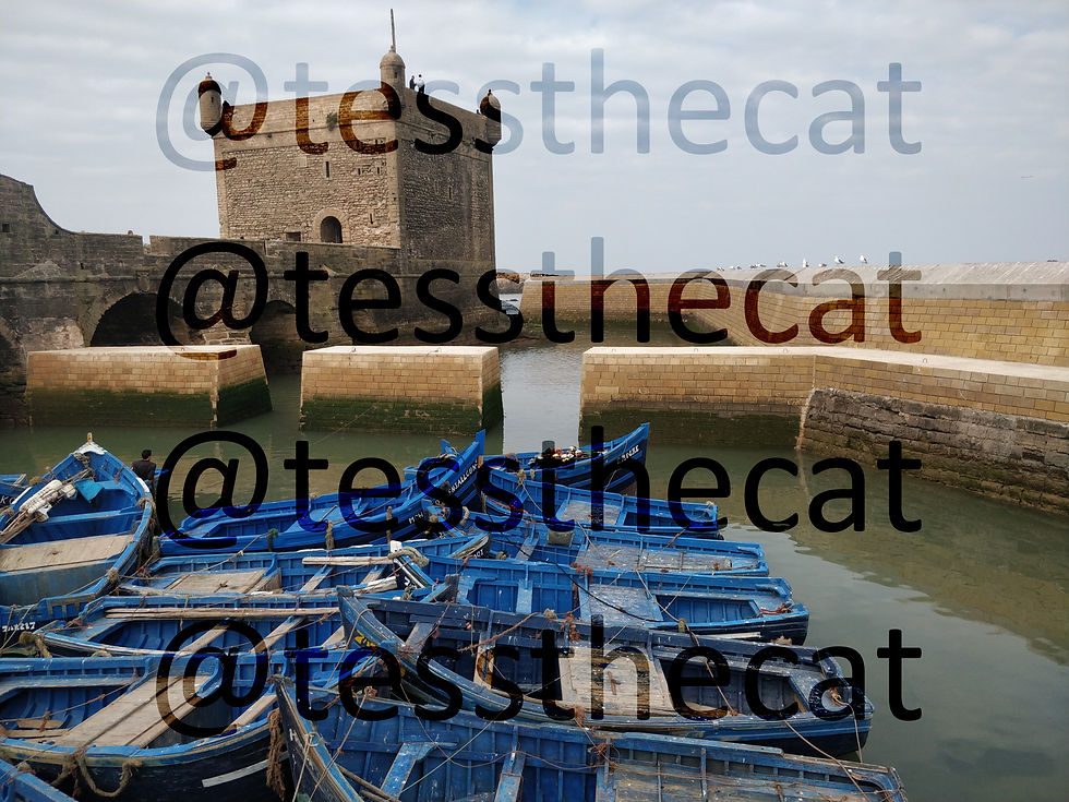 Maroc - Port d'Essaouira 02.2018