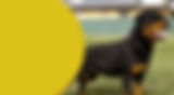 FEMALES BANNER.jpg