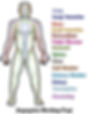Tai Chi, Qi Gong and the Meridians – Harmonizing the body