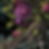 btnc