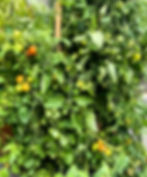 cherry tomatoes