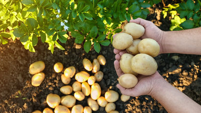 A Short History of Potatoes!