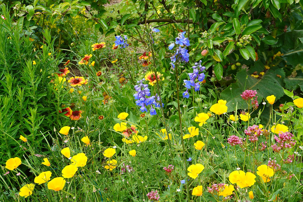 Blumenwiese.JPG