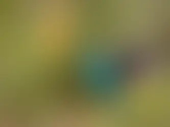 La mutua degli animali