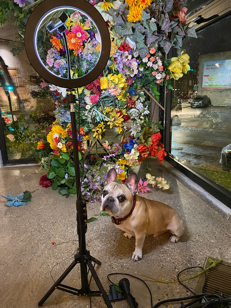 Our Frenchie Walter "helping" Lisa and Katie install their art
