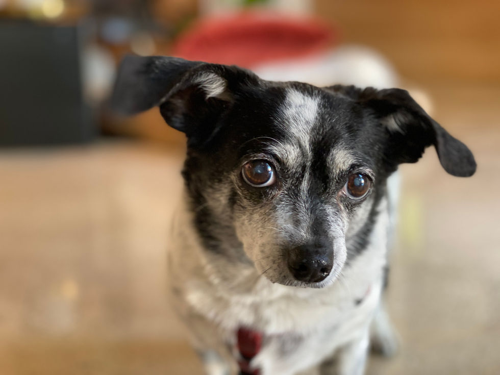 Dee Clement's cutie-patootie dog Penny during installation