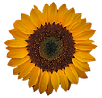 Sonnenblume.png