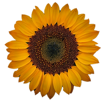 Sonnenblume.png