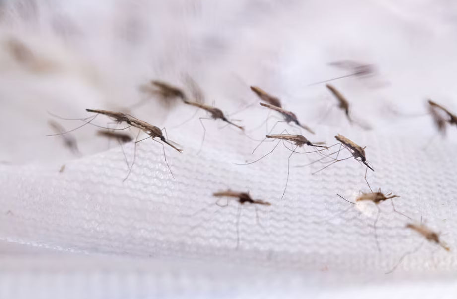 malaria mosquitos