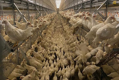 Poultry farms