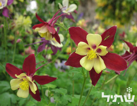 אגבה אמריקנית 'מגוון'