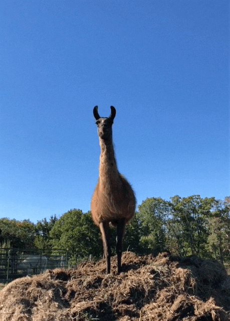 IMG_2848.gif
