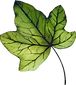 leaf for website no background.png
