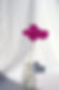 Bright purple Hibiscus
