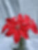 coral lily