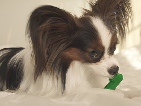 Why Dog Dental Cleaning Matters More Than You Think