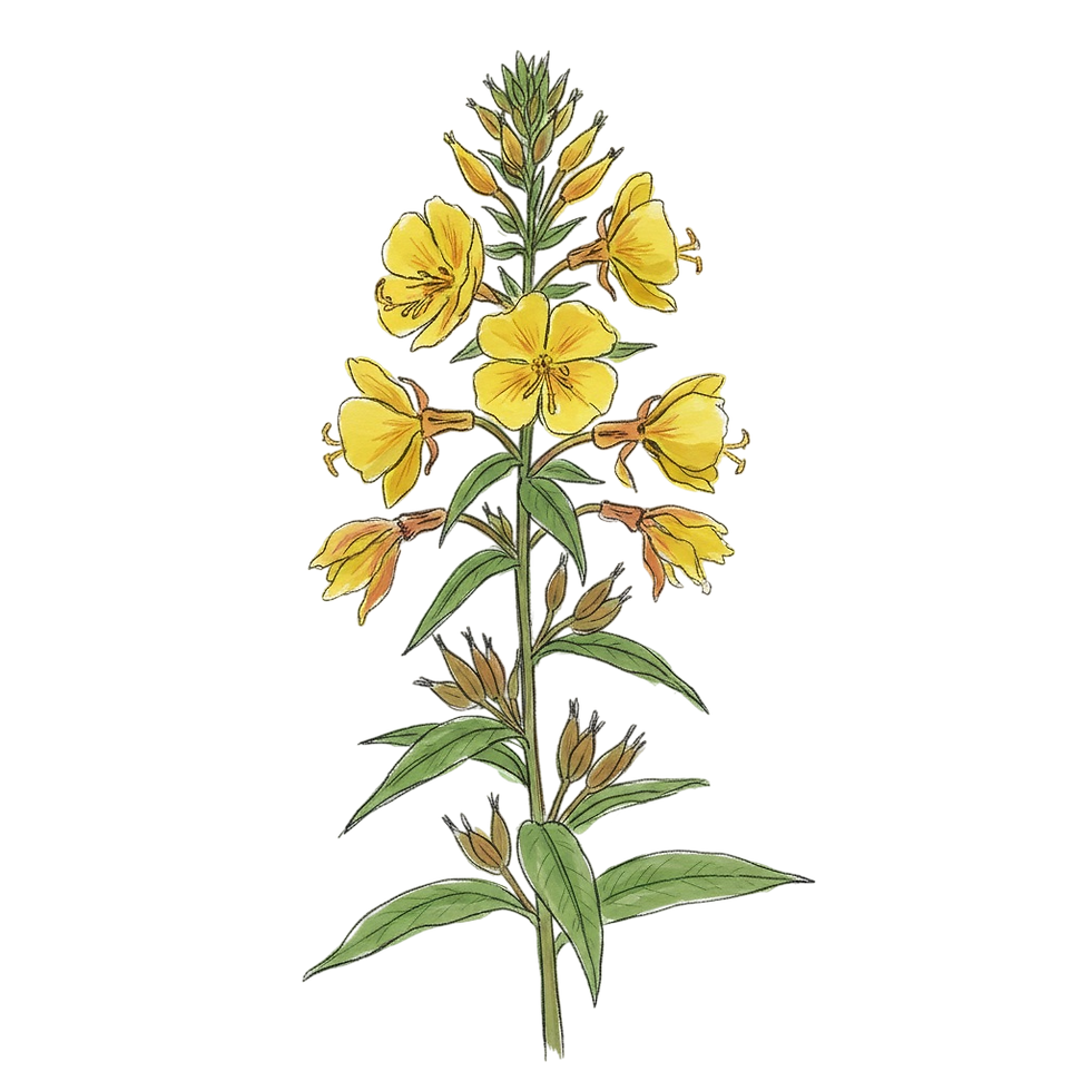 Oenothera biennis.jpg